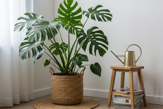 deve-tabani-monstera.jpg